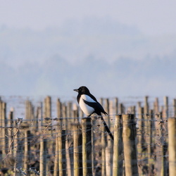 Sur le chemin du travail